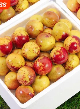 陕西大荔冬枣新鲜大枣鲜枣当季水果枣子脆枣牛奶青枣