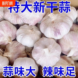山东金乡正宗紫皮白皮干大蒜头新鲜干蒜农家自种大蒜好货