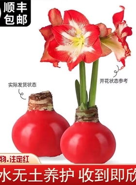 朱顶红蜡封种球室内桌面花卉观赏植物好养易活祝福注定红开花粉色