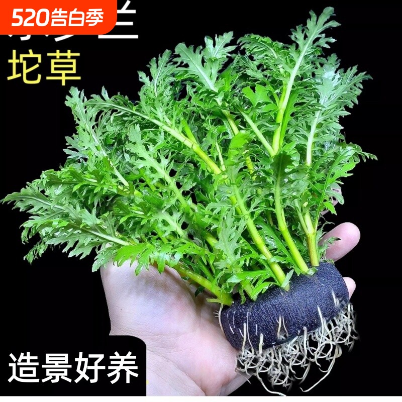 水罗兰坨草鱼缸造景真水草植物带根阴性新手懒人好养入门净水增氧