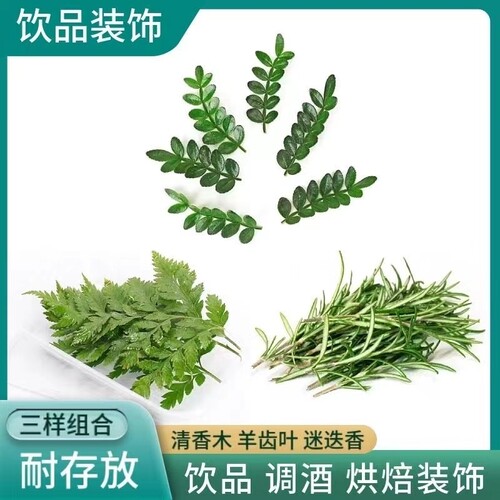 鸡尾酒装饰叶子新鲜清香木迷迭香羊齿叶烘焙蛋糕甜品调酒庭院厨房