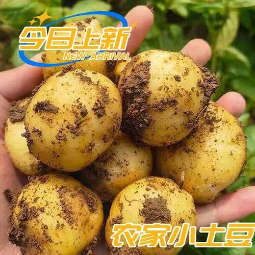 恩施小土豆黄皮黄心土豆新鲜当季马铃薯洋芋现挖农场直发包邮好吃
