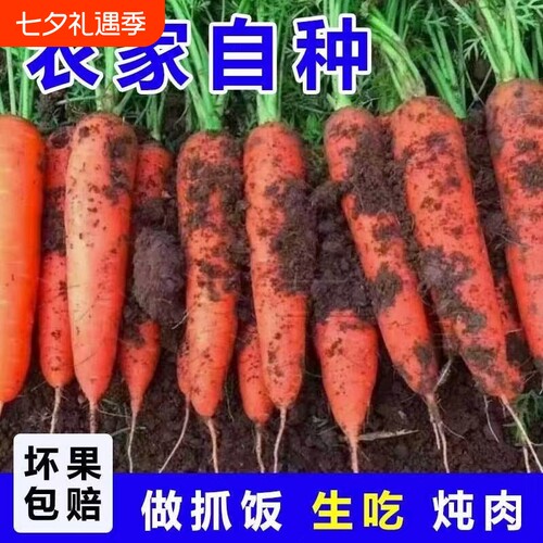 胡萝卜新鲜农家自种带泥应季蔬菜当季可生食水果胡萝卜脆甜多汁