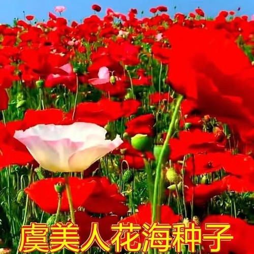 虞美人种子混色冰岛耐寒