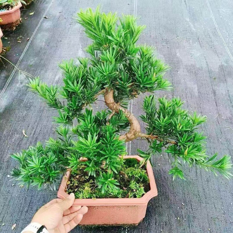 老桩罗汉松大型盆景小叶雀舌造型树苗好养迎客松室内小型桌面盆栽