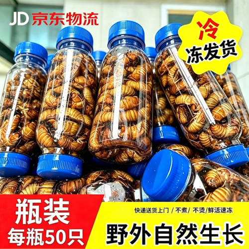 金蝉知了猴2026批发活体速冻知了鲜活蚕蝉蛹爬叉猴结了冷冻非熟食