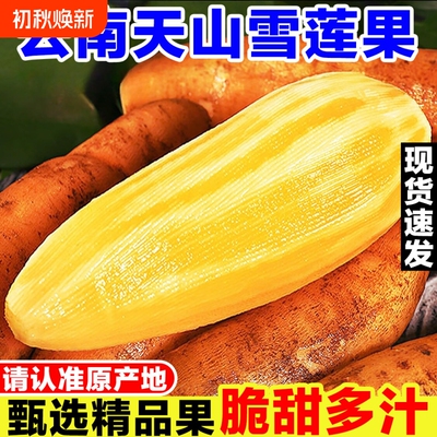 云南天山雪莲果新鲜水果当季现挖脆甜红心黄心雪连果孕妇水果多汁
