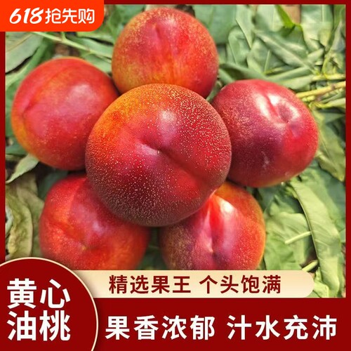 麻点黄心油桃当季新鲜水果现摘水果爆汁口感香甜爽脆果肉滑嫩饱满