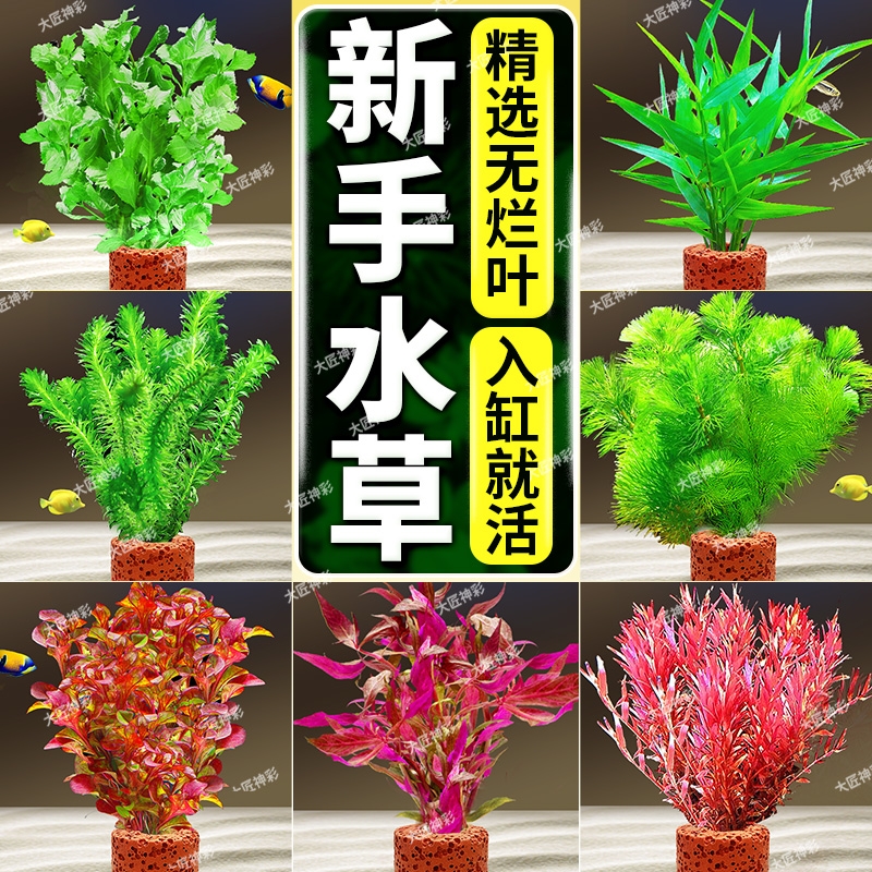 水草鱼缸专用净化水质水培绿植物造景懒人养鱼增氧阴性蜈蚣草绿菊