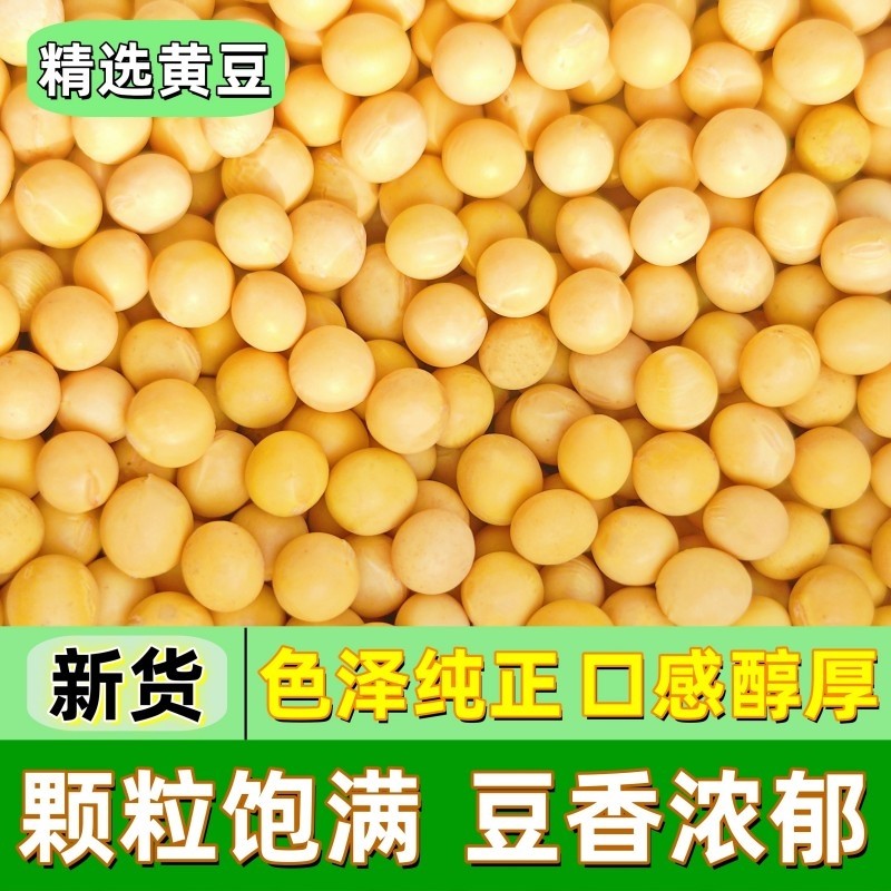 2斤非转基因黄豆农家自种大豆笨黄豆土黄豆豆浆原料材料新货大蒜