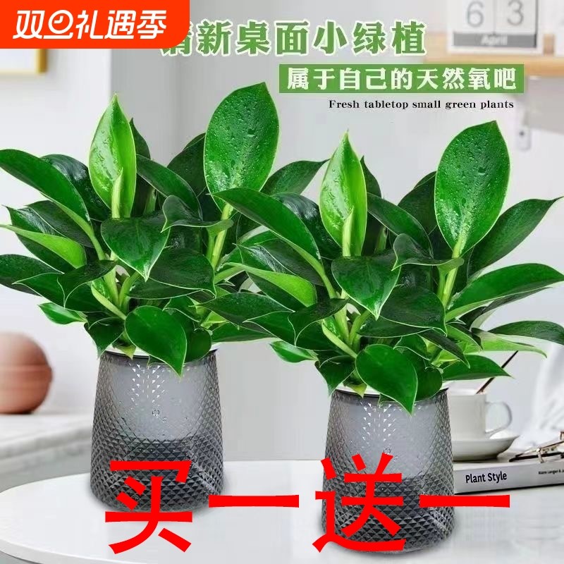 金钻绿公主灰色繁星盆绿植盆栽室内花卉四季常绿客厅办公桌摆植物