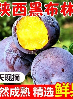 黑布林【自家果园】正宗陕西李子新鲜水果应季酸甜水果黑宝石李子