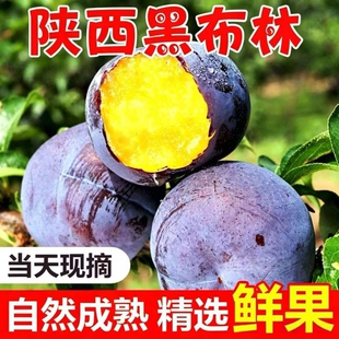 黑布林【自家果园】正宗陕西李子新鲜水果应季酸甜水果黑宝石李子