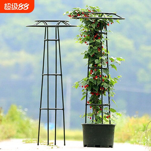 植物花支架月季爬藤架藤本攀爬架