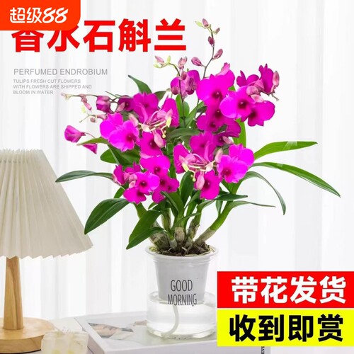 香水石斛兰盆栽带花苞兰花卉室内水培植物四季开花好养绿植客厅