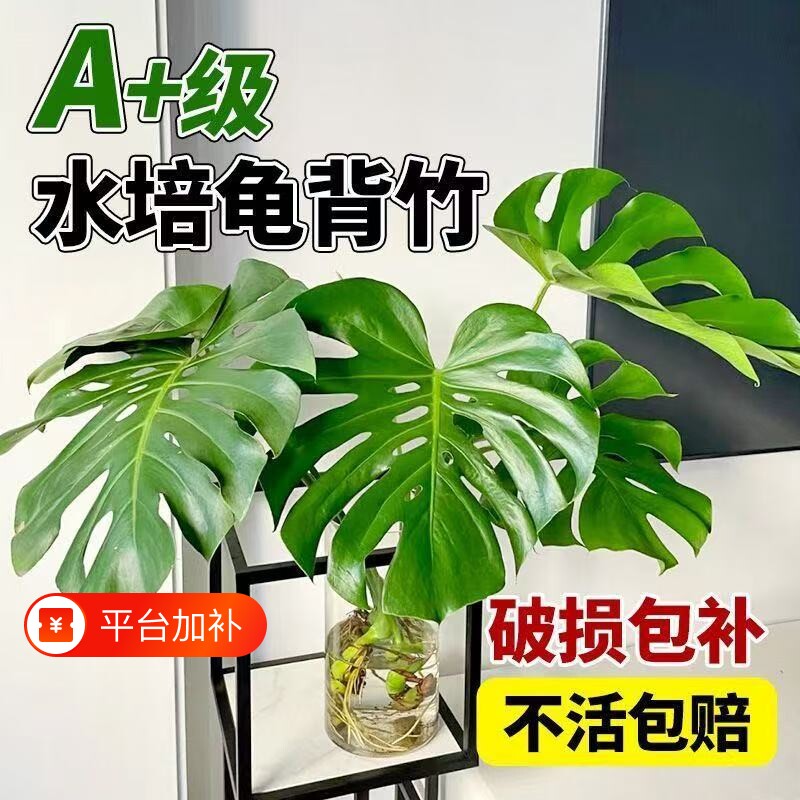 龟背竹盆栽水培植物春羽室内好养绿植物大叶天堂鸟老桩客厅吸甲醛