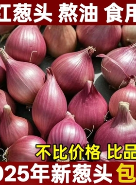 正宗广东熬油食用新红葱头干葱头红皮火葱小香葱四季阳台盆栽种植