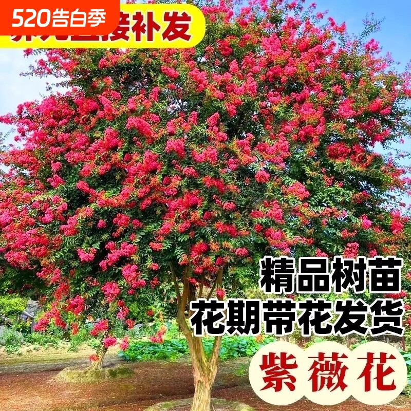 红花紫薇树苗绿化树盆栽四季花卉植物庭院紫薇大苗开花小苗带花