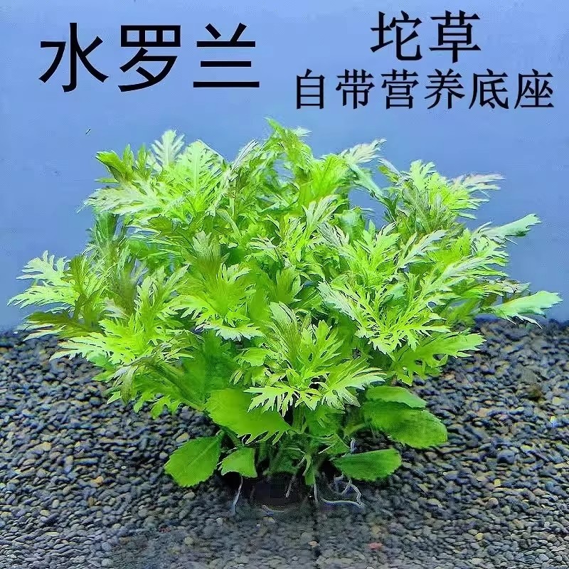 水罗兰泥坨草鱼缸造景沉底植物懒人阴性后景观古法养鱼真水草淡水