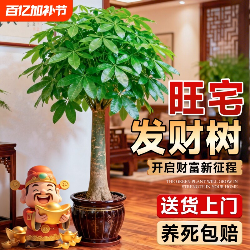 发财树盆栽大型招财树室内客厅旺宅盆景落地绿植乔迁之喜开业送礼