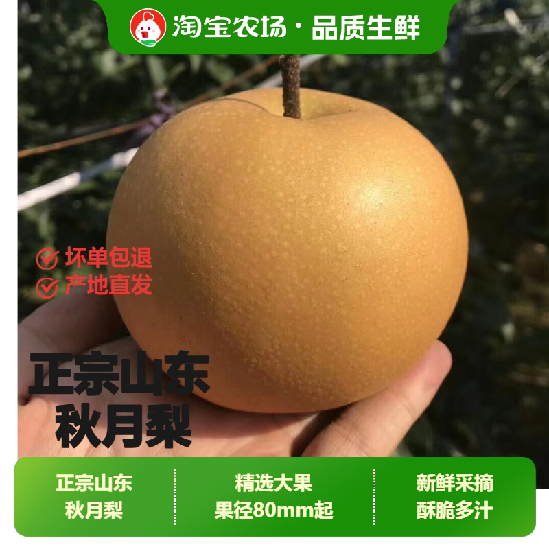 正宗山东秋月梨现摘新鲜梨子薄脆甜当季水果冰糖梨农场礼盒直发