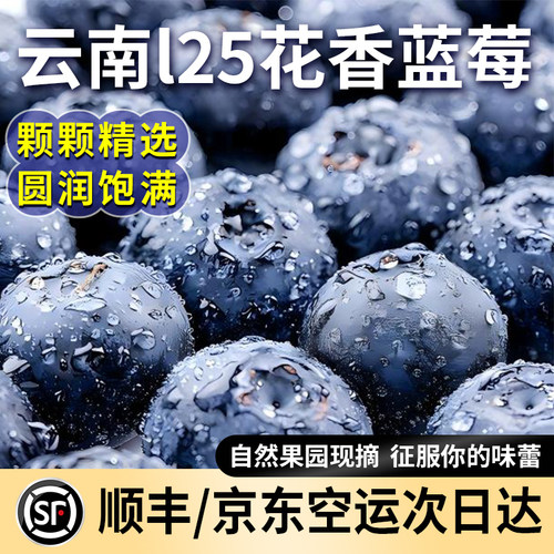 云南蓝莓新鲜水果花香蓝莓鲜果现摘当季大果l25京东顺丰空运整箱