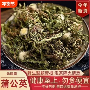 蒲公英带根干货500g新鲜浦公英中药材蒲公英茶不特级野生当季采摘