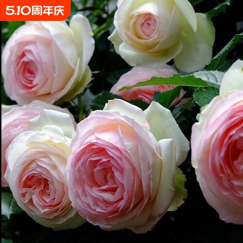 【耐寒】爬墙蔷薇四季芬芳藤本月季花苗阳台植物特大爬藤浓香型花