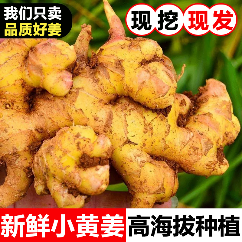 正宗云南新鲜小黄姜生姜姜嫩姜土姜子姜现挖现发当季高山种植姜