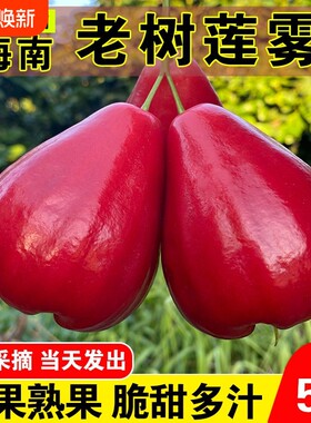 海南红宝石莲雾果新鲜水果黑珍珠当季红莲雾果热带三亚特产