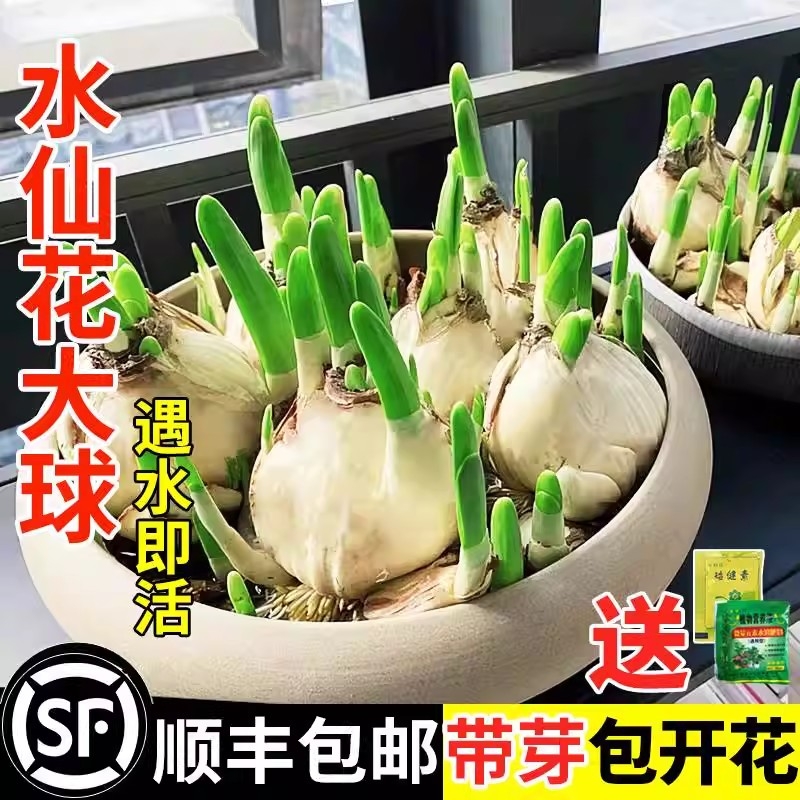 水仙花种球水培植物耐寒洋水仙好养易活室内外阳台桌面盆栽水仙花