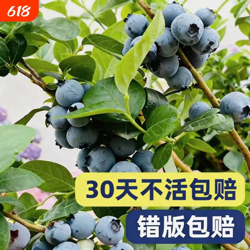 蓝莓盆栽果树苗四季果树种苗好养易活蓝莓苗南北方阳台庭院绿植苗