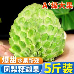 正宗释迦果佛头果整箱礼盒装新鲜凤梨牛奶番荔枝现摘当季应季水果