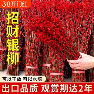 七彩银柳真花红色鲜枝花卉福桶植物干花室内装饰花束新年水培摆放