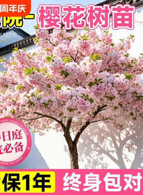 樱花树苗庭院大树晚樱早樱染井吉野绿化树苗关山老桩山樱花开花