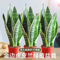 金边虎皮兰绿植盆栽水培室内多肉植物花卉客厅大型盆景甲醛吸水