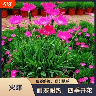 欧石竹初吻粉贝花卉盆栽花苗耐寒地被绿植庭院草坪四季开花带花苞