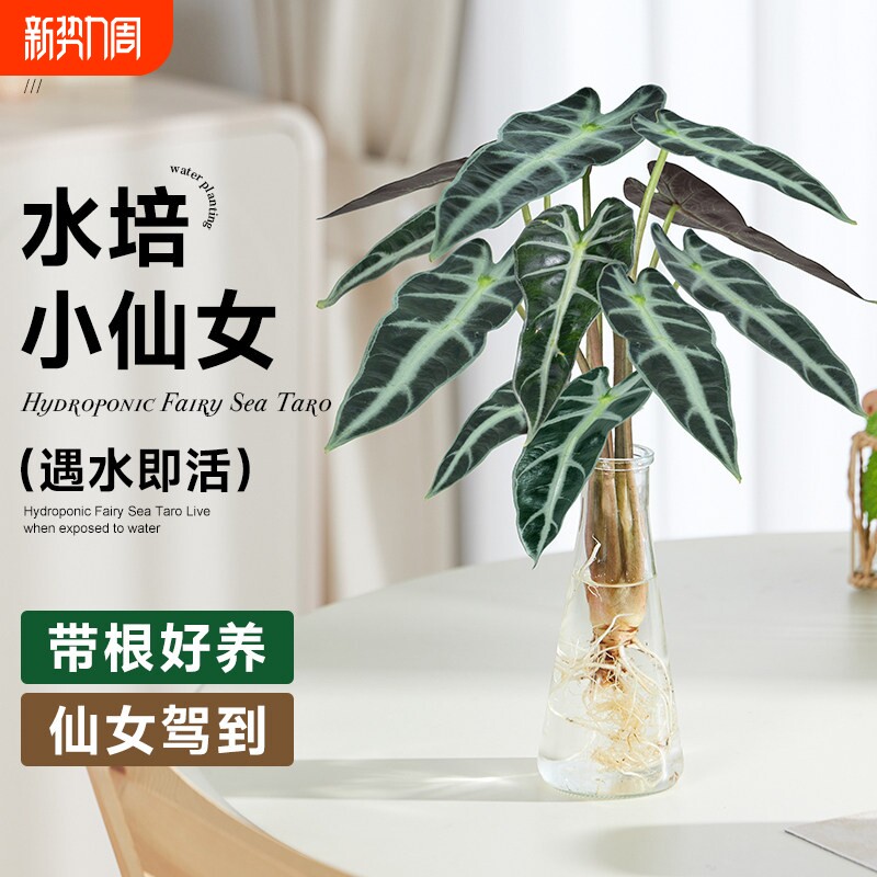 小仙女海芋水培植物室内客厅绿植花卉办公室桌面盆栽水养花办公桌