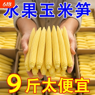 【大降价】新鲜甜玉米笋迷你小玉米芯仔蔬菜嫩玉米棒水果玉米批发