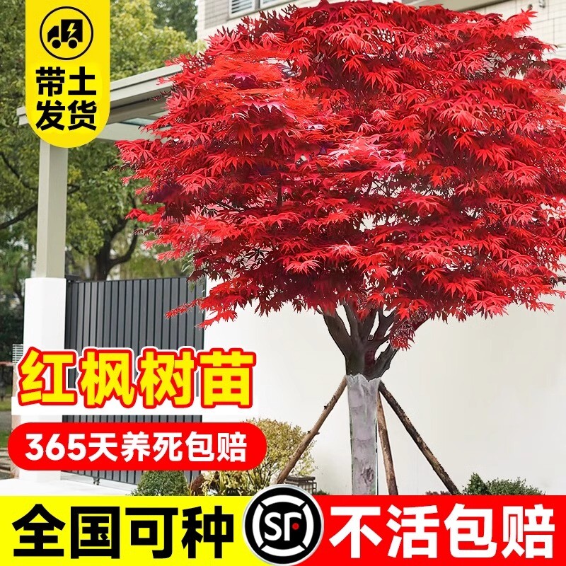 日本红枫树苗四季红舞姬老桩盆景盆栽庭院室外耐寒植物苗客厅枫叶图片