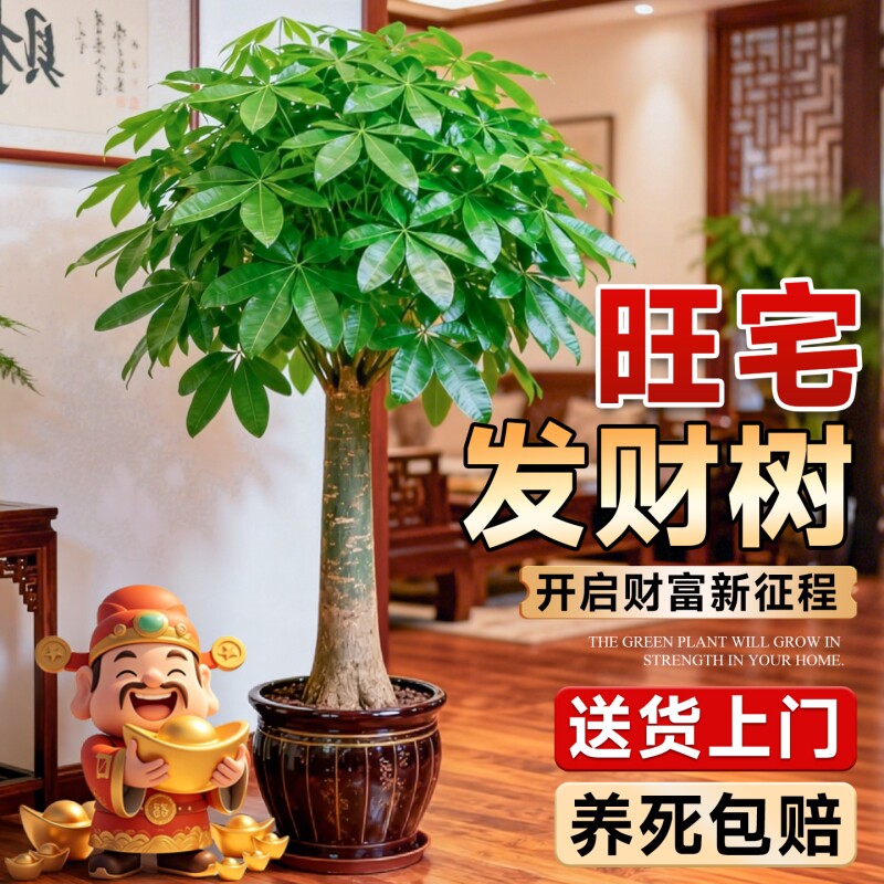 发财树盆栽大型招财树室内客厅旺宅盆景落地绿植乔迁之喜开业送礼