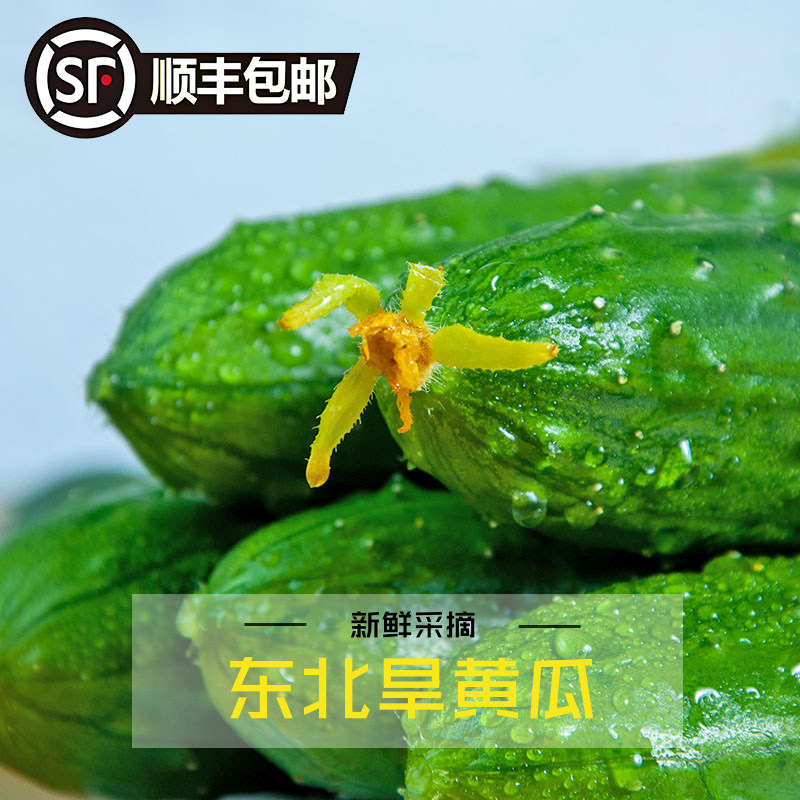 东北旱黄瓜新鲜小黄瓜青瓜时令旱生吃脆嫩清甜顺丰包邮应季蔬菜