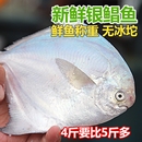新鮮銀鯧魚(yú)4斤 6條 斤 海鮮活金深海白水產(chǎn)平魚(yú)鏡魚(yú)海扁魚(yú)
