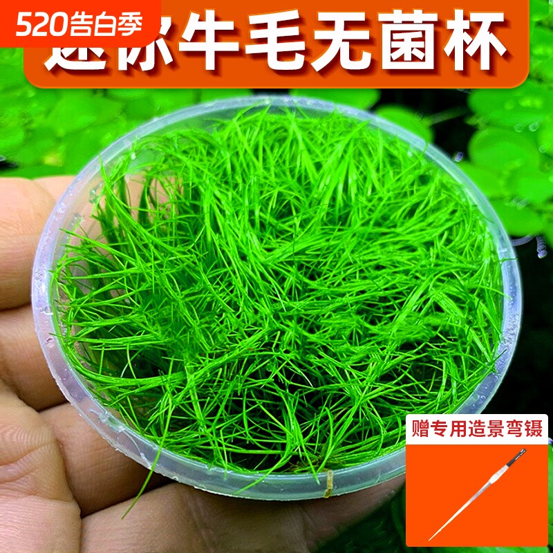 无菌杯牛毛水草坨前景草植物鱼缸草坪造景专用净水增氧阴性真草