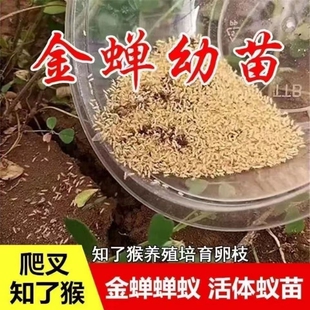 金蝉幼苗爬叉种卵知了猴种子养殖地孵化幼虫蝉蚁幼苗活苗
