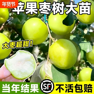 枣树活苗大枣超甜带土球特大号北方南方耐寒嫁接苹果果树种植结果
