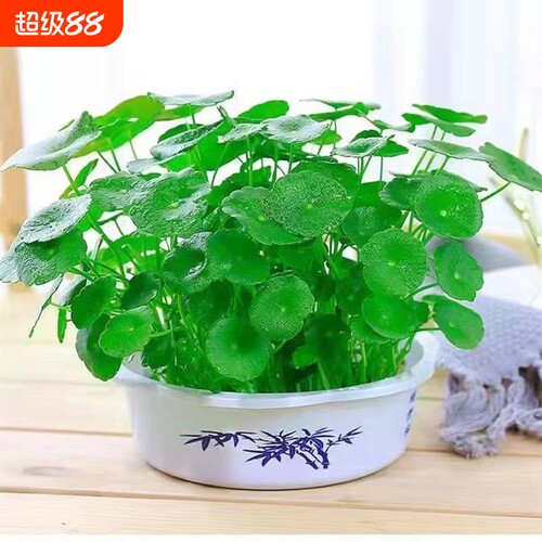 水培铜钱草招财植物带叶金钱草办公桌面盆栽室内水养土培绿植花卉