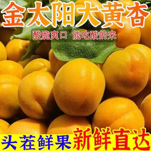 【2026果园直发】大黄杏金太阳杏