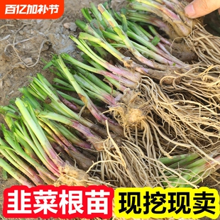 韭菜根苗紫根秋冬宽叶带土现挖室内阳台盆栽大叶红根韭菜苗好养活