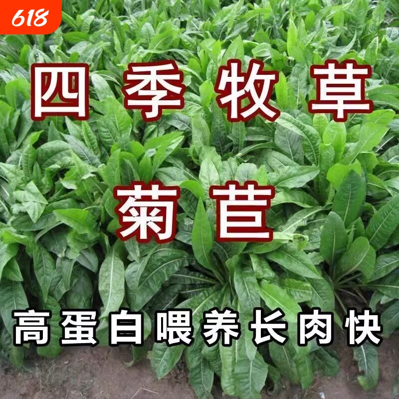 将军菊苣蔬菜种子四季草种籽大叶牧草种子兔鸡鸭鹅鱼喂猪种植耐热